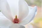Washington State-Seabeck Close-up of tulip magnolia blossom Art Print